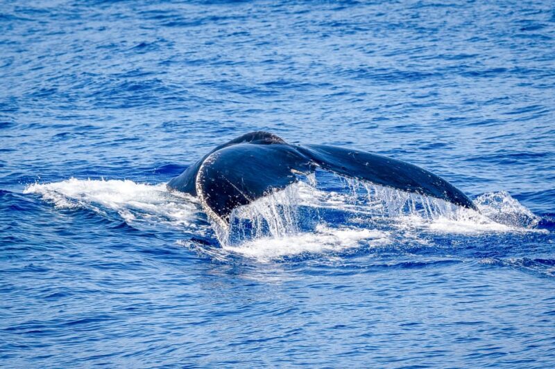 Kailua-Kona: Whale Watching Cruise on the Big Island - Who Should Consider This Tour?