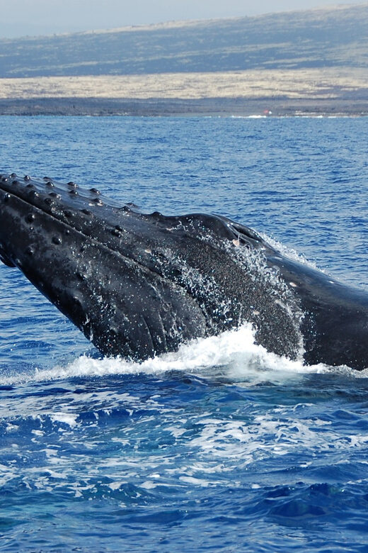 Kailua-Kona: Whale Watching Cruise on the Big Island - The Sum Up: Is It Worth It?