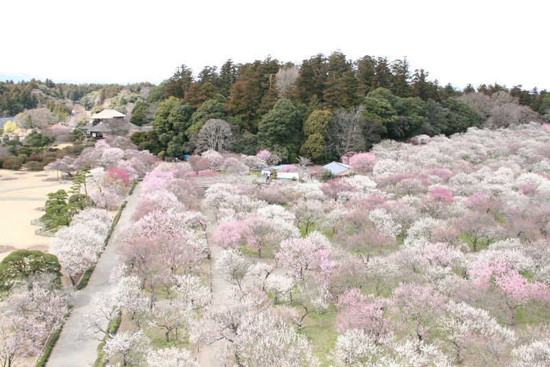 Kairakuen Main Garden Admission Ticket (Ibaraki) - Kairakuen at a glance