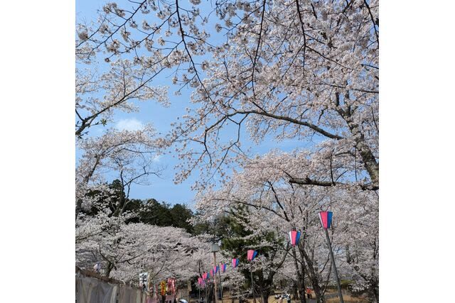 Kairakuen Main Garden Admission Ticket (Ibaraki) - Beyond plum season: spring flowers and September color