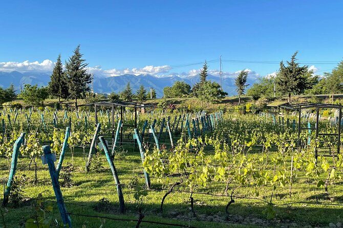 Kakheti.All inclusive Wine tour with family lunch - Experience the Authenticity of Georgia’s Kakheti Wine Region