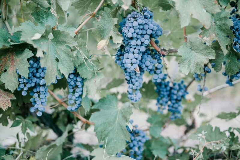 Kakheti Special Food Tour with Wine Tasting, Lunch & Dinner - FAQ