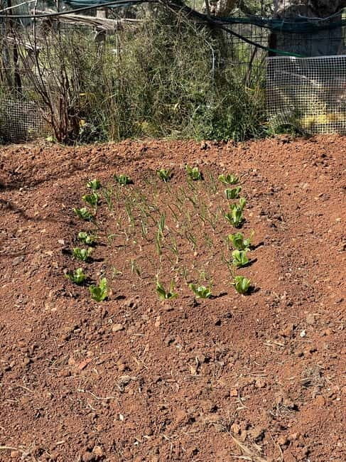 Kalamata: Farm-to-Table Experience with Cooking - Final Thoughts: Who is This Experience Best For?