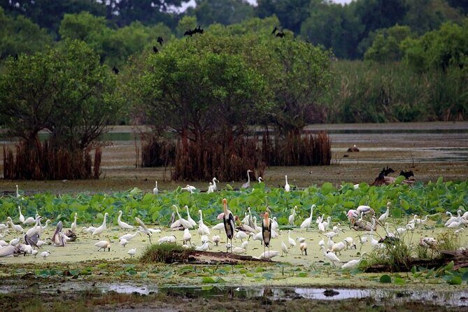 Kalametiya Bird Sanctuary Catamaran Bird Watching Tour - A Deep Dive into the Kalametiya Bird Sanctuary Catamaran Tour