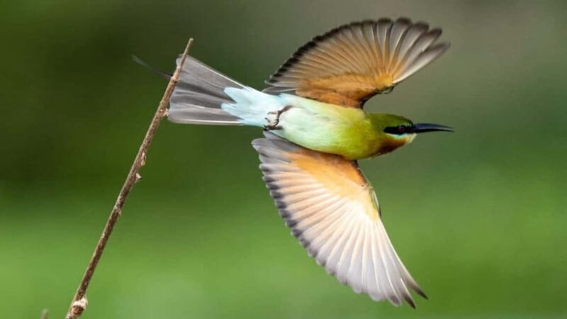 Kalametiya Sanctuary: Bird Watching by Private Boat Tour - Kalametiya Sanctuary: Bird Watching by Private Boat Tour