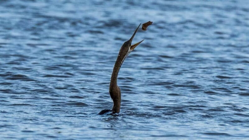 Kalametiya Sanctuary: Bird Watching by Private Boat Tour - Final thoughts