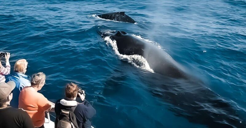 Kalaoa: Big Island & Kona Midday Whale Watching Tour - An In-depth Look at the Kona Whale Watching Experience