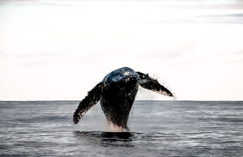 Kalaoa: Big Island & Kona Midday Whale Watching Tour - FAQ