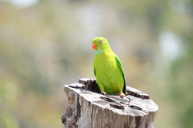 Kalapathar Sunrise, Birdwatching and Village Tour - The Sum Up