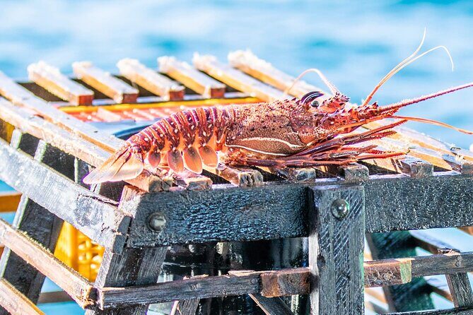 Kalbarri Rock Lobster Pot Pull Tour - Key Points