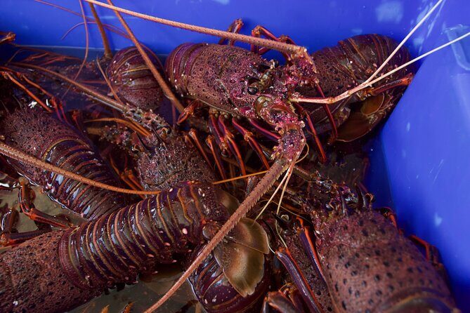 Kalbarri Rock lobster Pot Pull Tour in Kalbarri - Who Should Book This Tour?