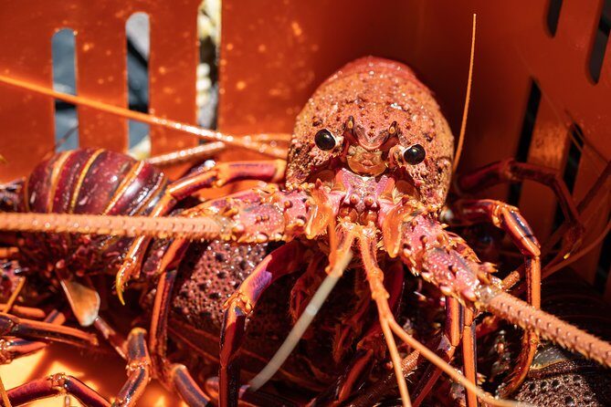 Kalbarri Rock lobster Pot Pull Tour in Kalbarri - Final Thoughts: Is It Worth It?