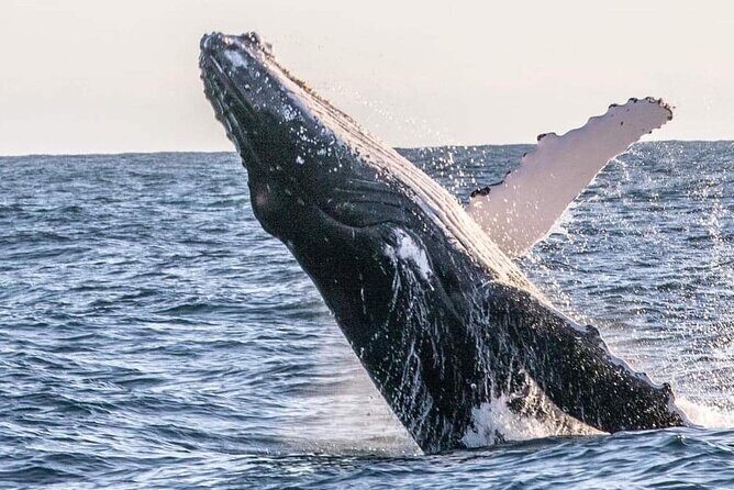 Kalbarri Whale Watching Tour - Final Thoughts: Who Is This Tour Best For?