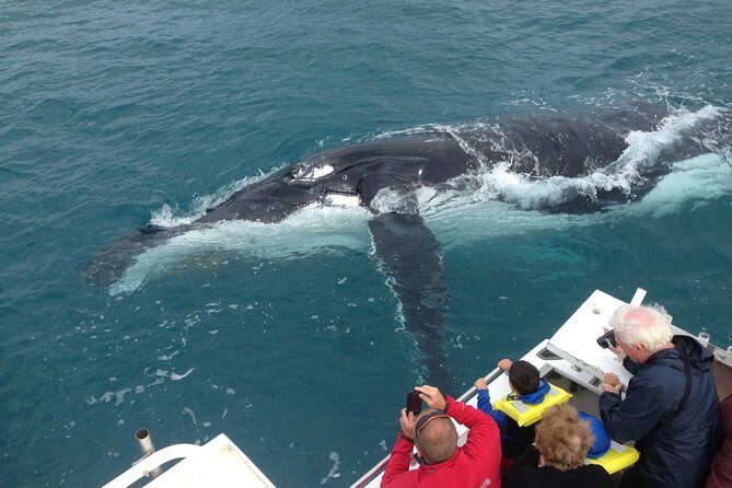 Kalbarri Whale Watching Tour Guided - An In-Depth Look at the Kalbarri Whale Watching Tour