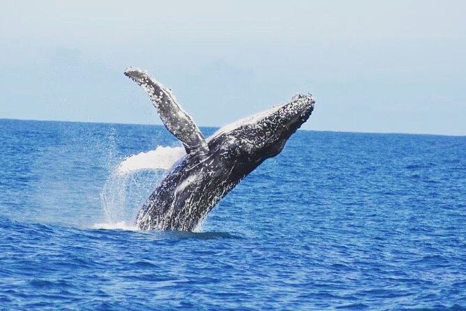 Kalbarri Whale Watching Tour Guided - Who Should Consider This Tour?