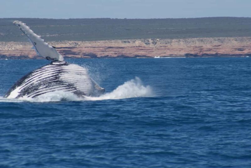 Kalbarri Whale Watching Tour - What Makes the Kalbarri Whale Watching Tour Special?