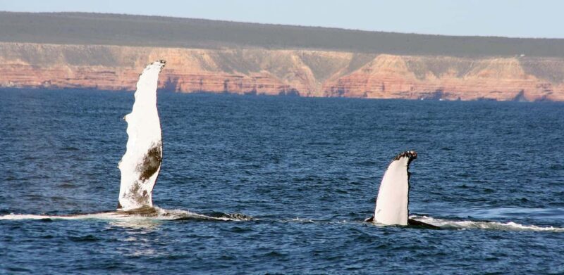 Kalbarri Whale Watching Tour - How the Tour Itself Unfolds
