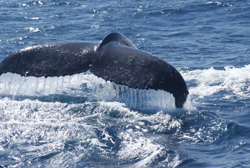 Kalbarri Whale Watching Tour - Who Should Consider This Tour?