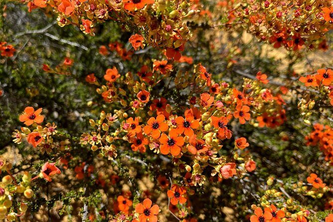 Kalbarri Wildflower Tour - Exploring the Wildflower Experience in Depth