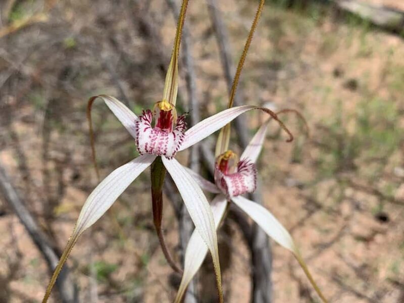 Kalbarri Wildflower Tour with Local Guide - Key Points