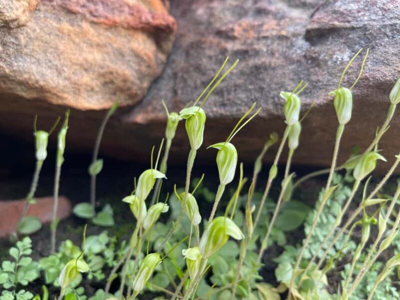 Kalbarri Wildflower Tour with Local Guide - Final Thoughts