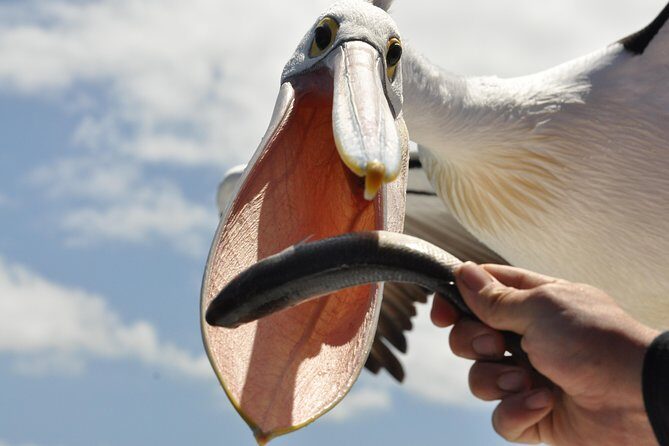 Kalgan Queen Scenic Cruises a four hour sheltered water wildlife tour daily fun. - A Deep Dive into the Albany Wildlife Cruise Experience