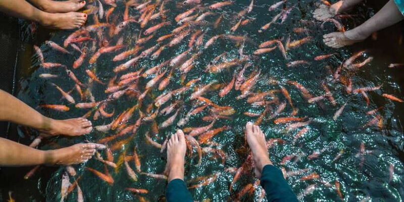 Kalutara: Turtle Hatchery Visit, Boat Safari, and Galle Tour - Who Will Love This Tour?