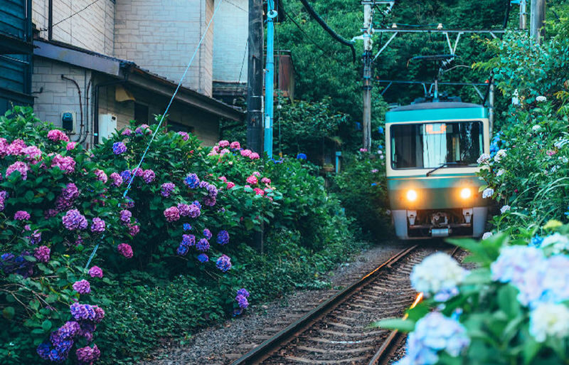Kamakura All-Access | Gokuraku-ji Temple, Goryo Shrine, and Enoshima Island Day Trip - At a glance