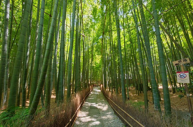 Kamakura Samurai Legends Shrines and the Great Buddha - Who Will Love This Experience?