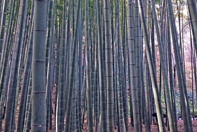 Kamakura Walking Tour with Local Guide Including Hokokuji Temple - In-Depth Review of the Kamakura Walking Tour