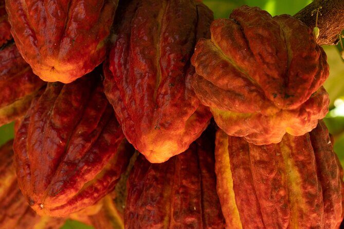 Kamananui Cacao Orchard Tour - A Closer Look at the Kamananui Cacao Orchard Tour