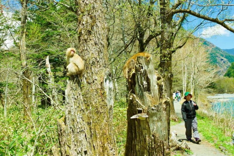 Kamikochi & Matsumoto Castle: Nature & Heritage Day Tour - Final Thoughts