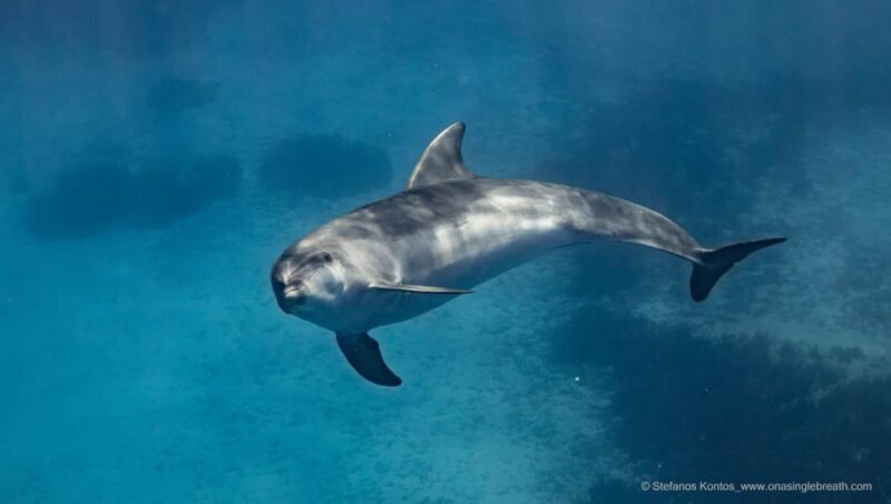 Kamiros Skala: Marine Life Experience by Boat - Who Should Consider This Tour?