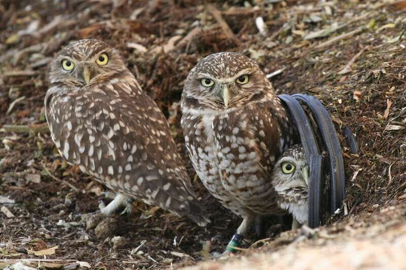 Kamloops: BC Wildlife Park Entry Ticket - Key Points