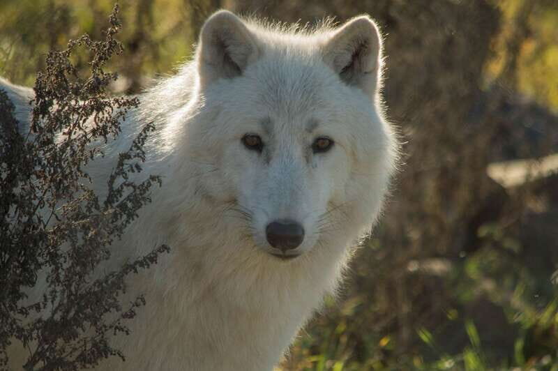 Kamloops: BC Wildlife Park Entry Ticket - A Detailed Look at What to Expect at BC Wildlife Park