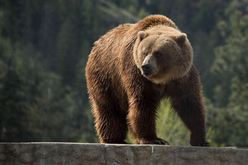 Kamloops: BC Wildlife Park Entry Ticket - Final Thoughts