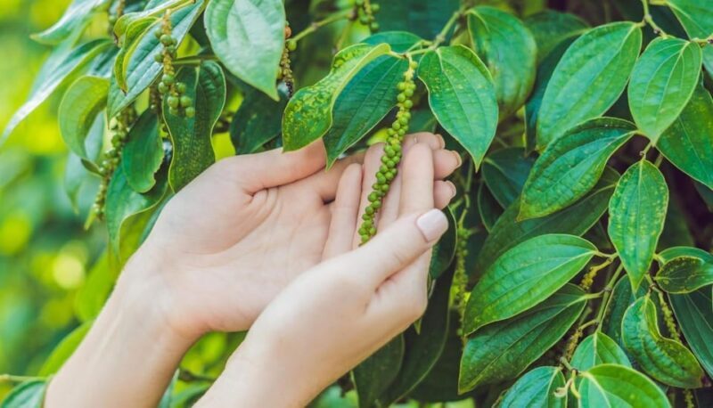 Kampot Day Trip to Pepper Farm, Temple and Salt Field , etc - Scenic Stops and Cultural Highlights