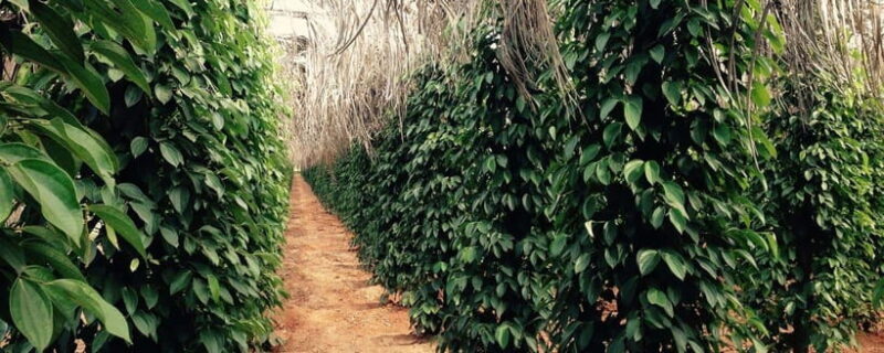 Kampot Day Trip to Pepper Farm, Temple and Salt Field , etc - Practical Details and What to Expect