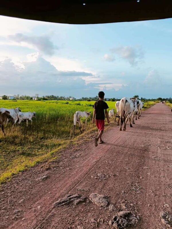 Kampot Pepper farm & Kayak trip around Green cathedral Sunse - Discover the Charm of Kampot’s Countryside with a Multi-Stop Tour