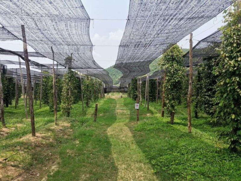 Kampot Pepper Farm Tour: Salt Fields, La Plantation & Cave - Authentic Experiences: What Do Travelers Say?