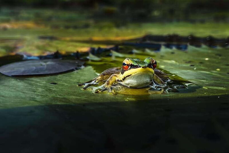 Kampot: Salt Fields, Pepper Farm, and Secret Lake Tour - FAQs