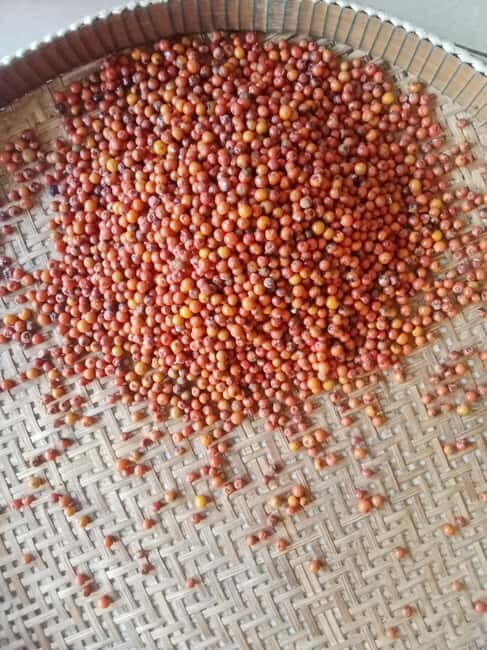 KAMPOT~ the kayak tour/pepper testing/Sunset on time & more - FAQ