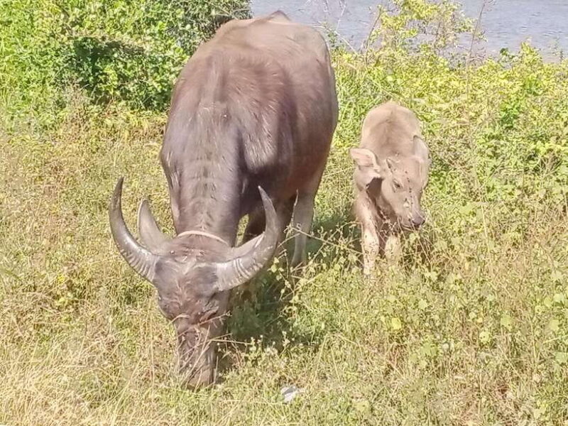 Kampot~Private local tuk tuk to Country side /Pepper farm. - FAQ
