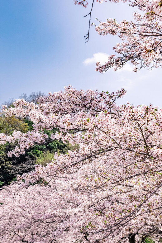 Kanagawa: Sagamiko Resort Pleasure Forest Admission Ticket - Practical Considerations and Final Thoughts