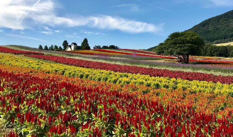 Kanahebisui Shrine & Yakurai Garden Full-Day Spiritual Tour - At Kanahebisui Shrine, prosperity meets seasonal color