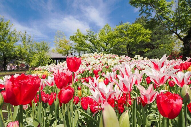Kanazawa Tonami Tulips and UNESCO Gokayama - Key Points