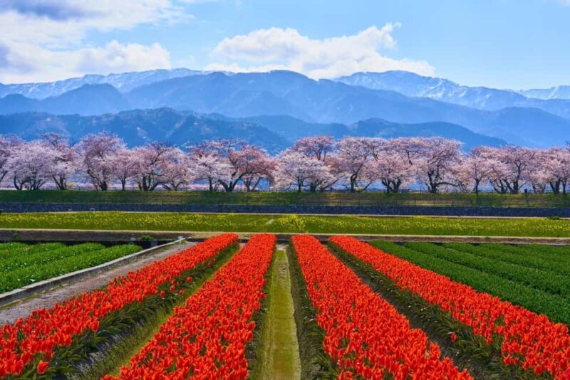 Kanazawa/Toyama: Spring Quartet of Flowers Day Tour - Key Points