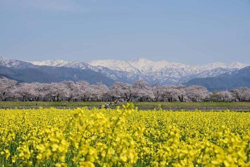 Kanazawa/Toyama: Spring Quartet of Flowers Day Tour - FAQs