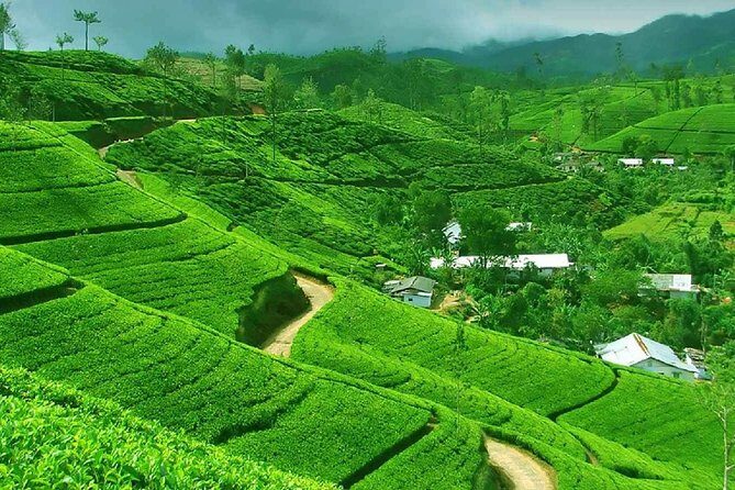 Kandy and Pinnawala Private Day Tour from Colombo - Key Points