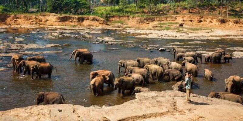 Kandy and Pinnawala: Private Day Trip from Colombo Harbor - Key Points